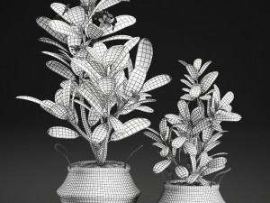 decorative plumeria trees for the interior in basket 559 Modelo 3D