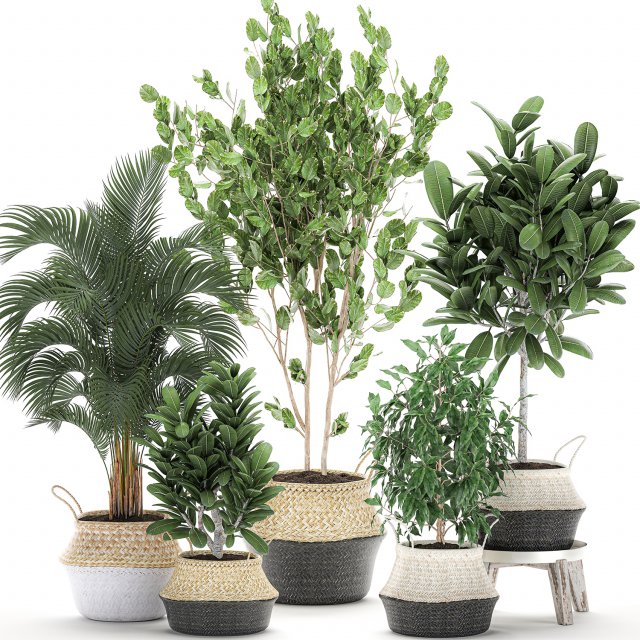 decorative trees for the interior in basket 560 3D Model .c4d .max .obj .3ds .fbx .stl .blend 