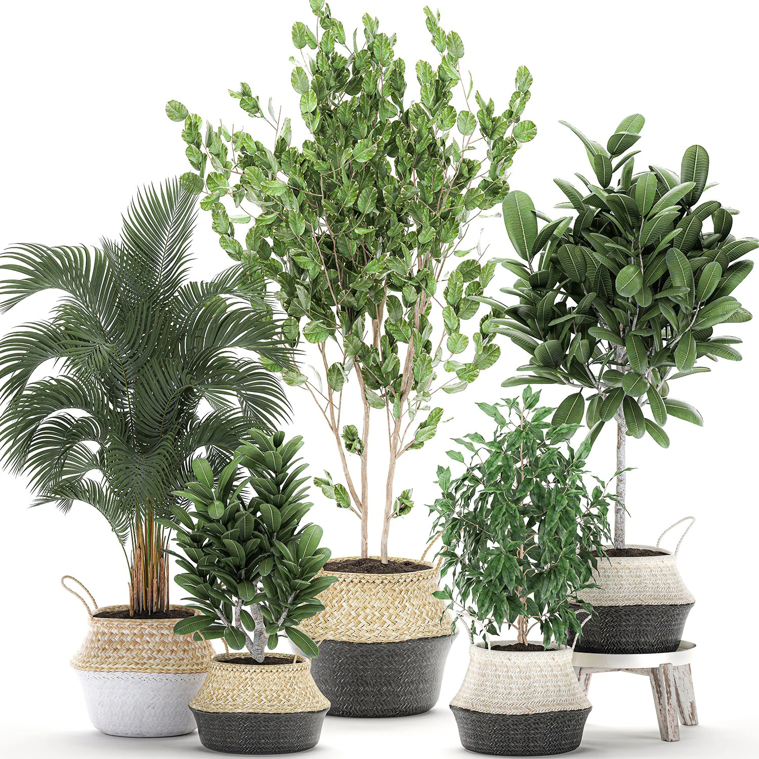 decorative trees for the interior in basket 560 3D Model .c4d .max .obj .3ds .fbx .stl .blend 