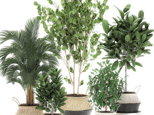 decorative trees for the interior in basket 560 Modelo 3D
