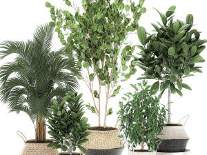 árvores decorativas para o interior em cesto 560 Modelo 3D