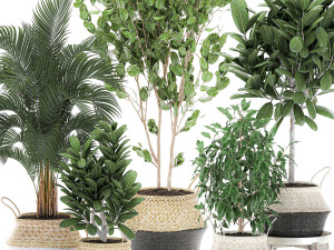 decorative trees for the interior in basket 560 3D Model