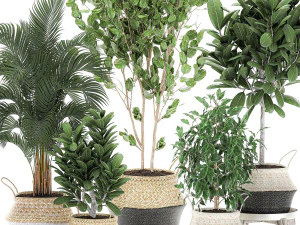 decorative trees for the interior in basket 560 3D Model