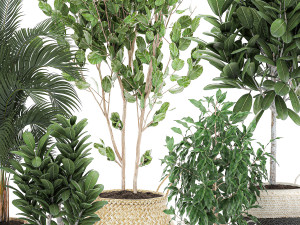 decorative trees for the interior in basket 560 3D Model