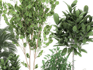 decorative trees for the interior in basket 560 3D Model
