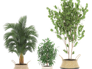 decorative trees for the interior in basket 560 3D Model