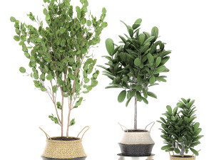 decorative trees for the interior in basket 560 3D Model