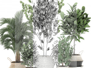 decorative trees for the interior in basket 560 3D Model