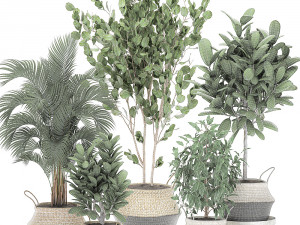 decorative trees for the interior in basket 560 3D Model
