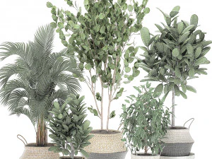decorative trees for the interior in basket 560 3D Model