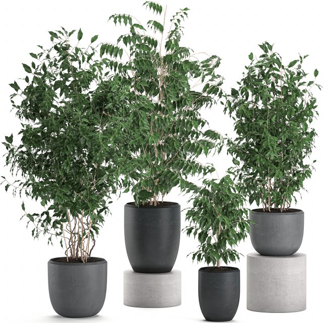 ficus benjamina trees in a flowerpot for interior design 562 Modelo 3D .c4d .max .obj .3ds .fbx .stl .blend 