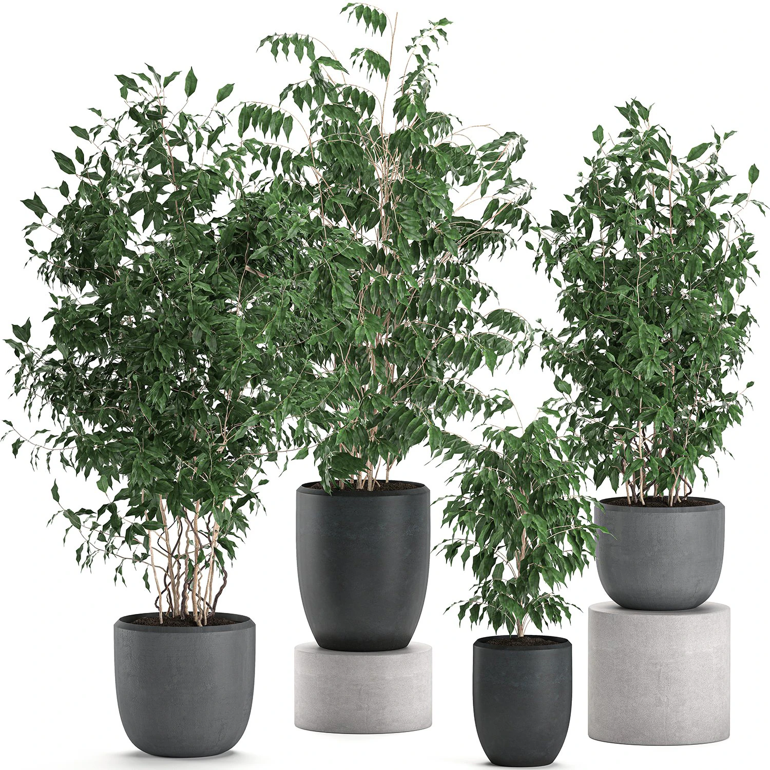 ficus benjamina trees in a flowerpot for interior design 562 3D Model .c4d .max .obj .3ds .fbx .stl .blend 