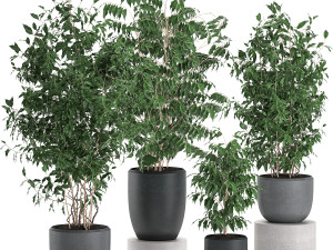 ficus benjamina trees in a flowerpot for interior design 562 3D Model