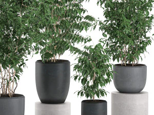 ficus benjamina trees in a flowerpot for interior design 562 3D Model