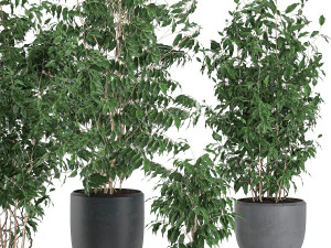 ficus benjamina trees in a flowerpot for interior design 562 3D Model