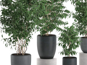 ficus benjamina trees in a flowerpot for interior design 562 3D Model