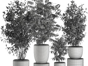 ficus benjamina trees in a flowerpot for interior design 562 Modelo 3D