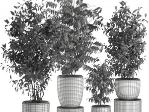 ficus benjamina trees in a flowerpot for interior design 562 3D Model