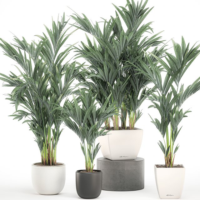 decorative palm in a white flowerpot 563 3D Model .c4d .max .obj .3ds .fbx .stl .blend 