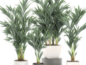 decorative palm in a white flowerpot 563 3D Модель