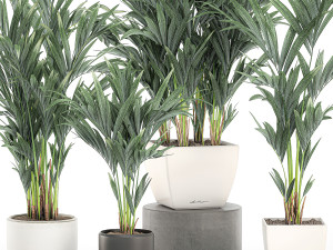 decorative palm in a white flowerpot 563 3D Model