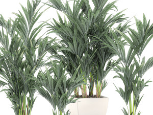 decorative palm in a white flowerpot 563 3D Model