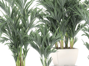 decorative palm in a white flowerpot 563 3D Model