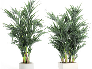 decorative palm in a white flowerpot 563 3D Model
