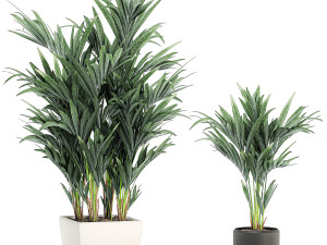 decorative palm in a white flowerpot 563 3D Model