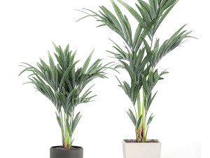 decorative palm in a white flowerpot 563 3D Model