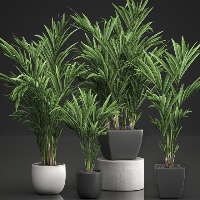 decorative palm in a white flowerpot 564 3D 모델 .c4d .max .obj .3ds .fbx .stl .blend 