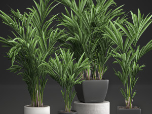 decorative palm in a white flowerpot 564 Modello 3D