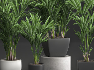 decorative palm in a white flowerpot 564 3D 모델