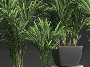 decorative palm in a white flowerpot 564 3D 모델