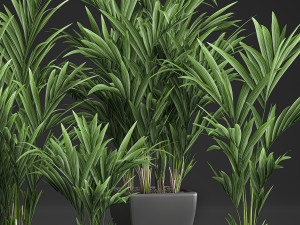 decorative palm in a white flowerpot 564 3D 모델