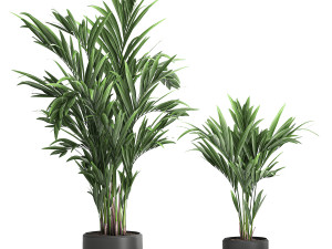 decorative palm in a white flowerpot 564 3D 모델