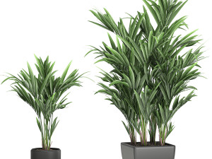 decorative palm in a white flowerpot 564 3D 모델