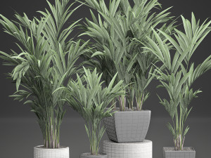 decorative palm in a white flowerpot 564 3D 모델