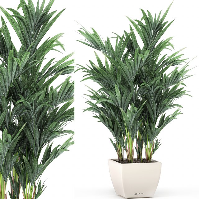 decorative palm in a white flowerpot 565 3D Модель .c4d .max .obj .3ds .fbx .stl .blend 