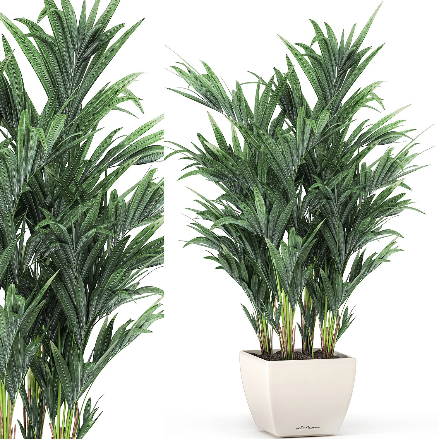 decorative palm in a white flowerpot 565 3D Model .c4d .max .obj .3ds .fbx .stl .blend 