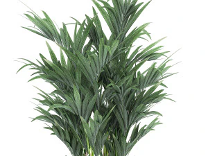 decorative palm in a white flowerpot 565 3D Model