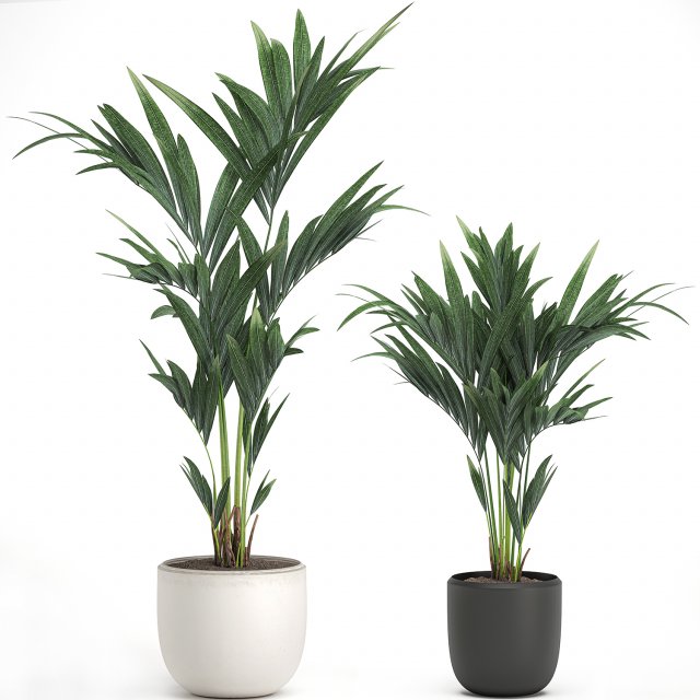 decorative palm in a white flowerpot 566 3D Model .c4d .max .obj .3ds .fbx .stl .blend 