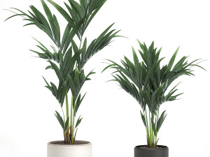 decorative palm in a white flowerpot 566 Modèle 3D