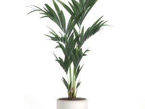 decorative palm in a white flowerpot 566 3D Model