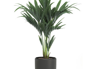 decorative palm in a white flowerpot 566 3D Model