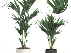decorative palm in a white flowerpot 566 3D Model