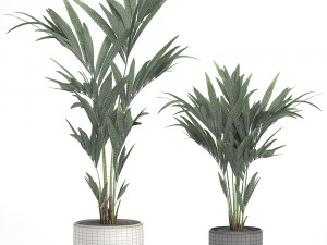 decorative palm in a white flowerpot 566 3D Model