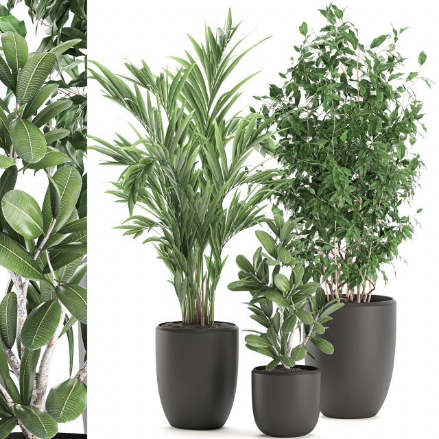 decorative plants in a white flowerpot 567 3D Model .c4d .max .obj .3ds .fbx .stl .blend 