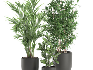 decorative plants in a white flowerpot 567 3D Model