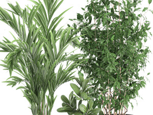 decorative plants in a white flowerpot 567 3D Model